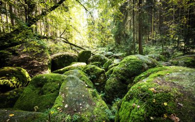 Felsenmeer im Doost_Foto Oberpfälzer Wald_Thomas Kujat